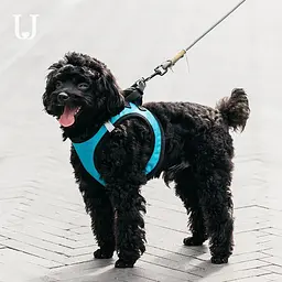 Шлея для собак Xiaomi JORDAN & JUDY Harness for Dogs Size L (PE073) Blue [51122] - мініатюра 4