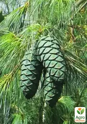 Саджанець Agro-Market Сосна 3-річна Кедрова Арманда (Pinus Armandii) C3 висота 55-75 см 1 шт. в упаковці (182550) - мініатюра 3