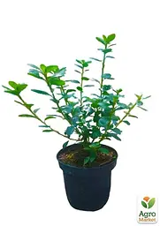 Саджанець Agro-Market Азалія Японська Блю Данубіа (Azalea japonica Blue Danube) C2 висота 20-50см (62285) - мініатюра 2