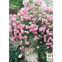 Саджанець Agro-Market Троянда плетиста Eden Rose (клас АА +) вищий сорт (17394) 1 шт. - мініатюра 3