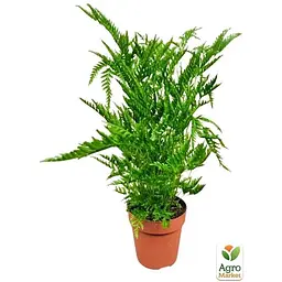 Птеріс вічнозелений Agro-Market Straminea 30-40 см (179058) 1 саджанець в упаковці кімнатний - мініатюра 2