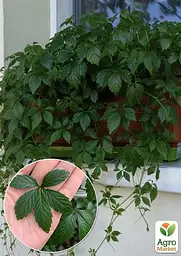 Саджанець Agro-Market Гіностемма П'ятилистова (джіаогулан, трава безсмертя) 1 шт. в упаковці (96380) - мініатюра 2
