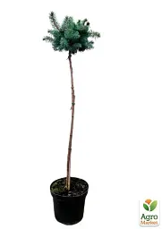 Саджанець Agro-Market Ялина колюча Глаука Глобоза (Picea pungens Glauca Globosa) S3 висота штамбу 70-100 см 1 шт. в упаковці (62800) - мініатюра 3