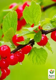Саджанець Agro-Market Вишня повстиста 1 шт. в упаковці (38427) - мініатюра 2