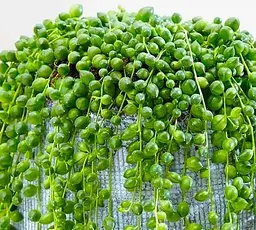 Саджанець Agro-Market Хрестовник Роулі (60483) 1 шт. в упаковці - мініатюра 2