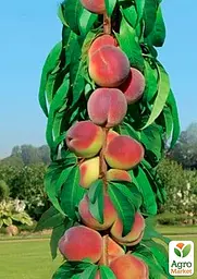 Персик колоноподібний Agro-Market "Штайнберг" укорінений у контейнері (саджанець 2 роки) (153065) 1 саджанець в упаковці - мініатюра 3