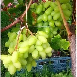 Саджанець Agro-Market Виноград Віктор (ранній термін дозрівання, грона дуже великі, масою 500-1000г) 1 шт. в упаковці (17697) - мініатюра 3