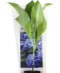 Гортензія Agro-Market Blue sky крупнолиста блакитна 1 саджанець в упаковці (24574) - мініатюра 3