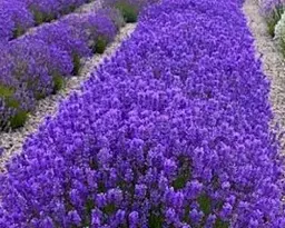 Лаванда Agro-Market Matilda вічнозелений морозостійкий сорт 1 саджанець в упаковці (47670) - мініатюра 2