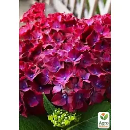 Саджанець Agro-Market Гортензія крупнолистова 2-х річна Speedy Red Purple висота саджанця 25-45 см (183491) 1 шт. в упаковці - мініатюра 2