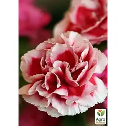 Саджанець Agro-Market Гвоздика Махрова Pinocchio Amarena (контейнер № 10 висота 10 см) (49331) 1 шт. в упаковці - мініатюра 2