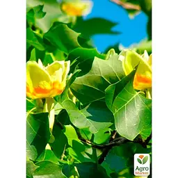 Саджанець Agro-Market Тюльпанове дерево яскраво-жовте Ліріодендрон (Liriodendron tulipifera) (48200) - мініатюра 2