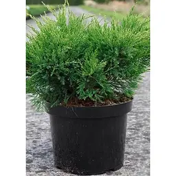 Саджанець Agro-Market Ялівець середній Mint Julep (ком/сітка) діаметр 100-120 см 1 шт. в упаковці (175612) - мініатюра 4