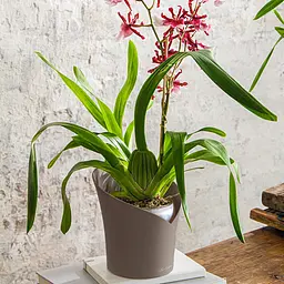 Вазон Lechuza Orchidea, 1 л, сірий (13961) - мініатюра 5