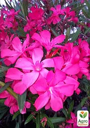 Саджанець Agro-Market Олеандр запашний Nerium oleander Paris (вічнозелений, ароматний кущ) (75855) - мініатюра 3