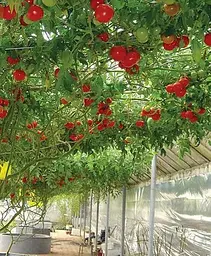 Саджанець Agro-Market Тамарілло (томатне дерево) (47439) 1 шт. в упаковці - мініатюра 3