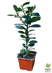 Саджанець Agro-Market Падуб гостролистий (Ilex aquifolium) вазон Р9 (178885) - мініатюра 8
