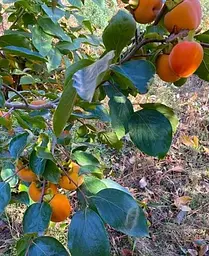 Саджанець Agro-Market Хурма на віргінській морозостійкій підщепі Нікітська бордова® вищий сорт! (21383) 1 шт. в упаковці - мініатюра 4