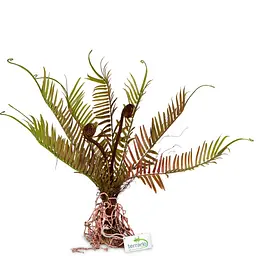 Штучна рослина, папороть Terrario 40x14x41см (332) - мініатюра 5