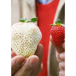 Саджанець Agro-Market Полуниця Білий швед 5шт (середній термін дозрівання, один з найбільш незвичайних сортів) (25730) - мініатюра 3
