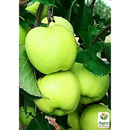 Саджанець Agro-Market Яблуня Кальвіль Сніжний укорінена в контейнері (саджанець 2 роки) (156435) - мініатюра 3