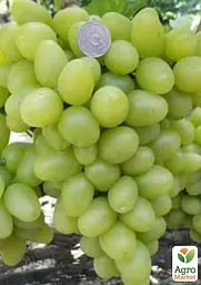 Саджанець Agro-Market Виноград Синдикат (ранній термін дозрівання, великий, морозостійкий) 1 шт. в пакуванні (158233) - мініатюра 2