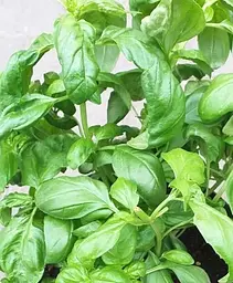 Саджанець Agro-Market Базилік зелений Фоглія ді Латуга (кадкова рослина, високодекоративний кущ) (102404) 1 шт. в упаковці - мініатюра 2