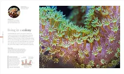 The Science of the Ocean. The Secrets of the Seas Revealed - мініатюра 3
