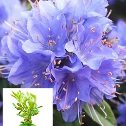 Рододендрон "Blue Tit" 2 річний (блакитний) С1,5 висота 20-40см (62274) 1 саженец - мініатюра 3