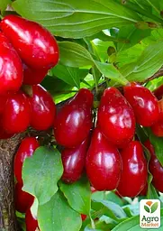 Саджанець Agro-Market Кизил щеплений Elegant саджанець 2 роки (ранній термін дозрівання, високостійкий до морозів) 1 шт. в пакуванні (52809) - мініатюра 2