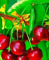 Саджанець Agro-Market Черешня Казка (ранній термін дозрівання) (25909) 1 шт. в упаковці - мініатюра 2