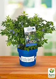 LMTD Лохина ремонтантна 2-х річна Agro-Market "Lucky Berry" (висота 40-60 см, горщик С5) (180017) з Німеччини 1 саджанець в упаковці - мініатюра 2