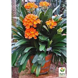 Клівія Agro-Market  Clivia miniata" (вічнозелена багаторічна кімнатна рослина) (122873) 1 саджанець в упаковці кімнатний Нідерланди