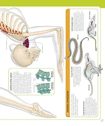 The Skeleton Book. Get to Know Your Bones, Inside Out - - миниатюра 5