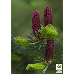 Саджанець Agro-Market Ялина Корейська Nakai (горщик P9) (49260) - мініатюра 2