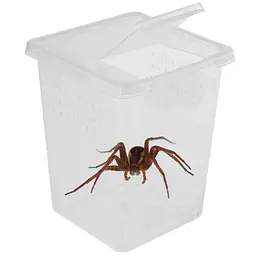 Тераріум, фаунаріум Terrario Insect Box High 9x9x11см - мініатюра 3
