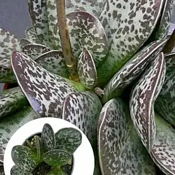 Адроміскус плямистий Agro-Market (adromischus maculatus) (188949) 1 саджанець в упаковці (кімнатний) Нідерланди