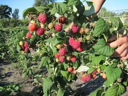 Саджанець Agro-Market Малинове дерево темно-червоне Арбат 1 шт. в пакуванні (50412) - мініатюра 2