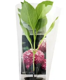Гортензія Agro-Market Unbeatable beauty крупнолиста 1 саджанець в упаковці (36527) - мініатюра 2