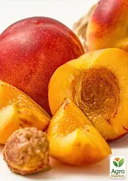 Саджанець Agro-Market Нектарин колоновидний Роман (пізній термін дозрівання) 1 шт. в упаковці (45351) - мініатюра 3