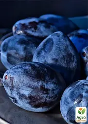 Саджанець Agro-Market Слива Геркулес 1 шт. в упаковці (39957) - мініатюра 2