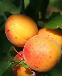 Саджанець Agro-Market Абрикос Ерлі Оранж (літній сорт, ранній термін дозрівання) (21280) 1 шт. в упаковці - мініатюра 4