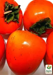 Саджанець Agro-Market Хурма Волове серце на віргінській морозостійкій підщепі 1 шт. в упаковці (26255) - мініатюра 7