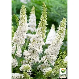 Саджанець Agro-Market Буддлея Давида White Profusion (51753) (Корневище) 1 шт. в упаковці - мініатюра 3