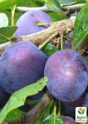 Саджанець Agro-Market Слива Анна Шпет (осінній сорт, пізній термін дозрівання) 1 шт. в упаковці (35792) - мініатюра 4
