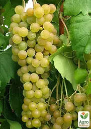 Саджанець Agro-Market Виноград Мускат Оттонель №1 (винний сорт, ранній термін дозрівання, має багатющий мускатний смак) 1 шт. в пакуванні (44310) - мініатюра 3