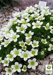 Саджанець Agro-Market Ломикаменя Арендса White Pixie (50787) - мініатюра 2