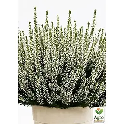 Саджанець Agro-Market Верес вічнозелений Veluwe (44276) 1 шт. в упаковці - мініатюра 2