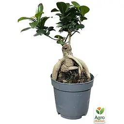 Бонсай Agro-Market Ginseng (63546) 1 саджанець в упаковці  кімнатний - мініатюра 3