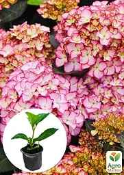 Саджанець Agro-Market Гортензія крупнолистова Adula Purple (180917) - мініатюра 5